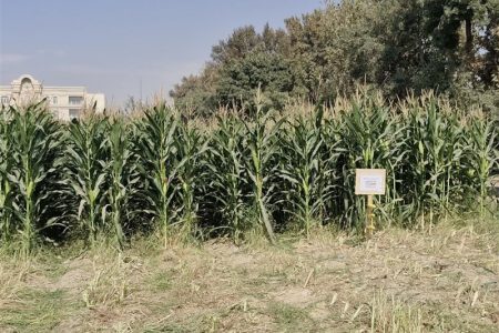 بهرهبرداری از ۱۶ رقم جدید ذرت علوفهای در اسلامشهر