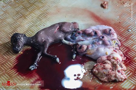 ورود دادستانی به موضوع ذبح دام‌های آبستن در کشتارگاه فجر اسلامشهر