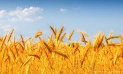 خرید تضمینی ۹۰٪ محصول گندم‌کاران اسلامشهری