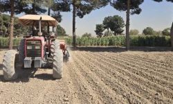 آغاز کشت کلزا در شهرستان اسلامشهر