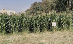 بهره‌برداری از ۱۶ رقم جدید ذرت علوفه‌ای در اسلامشهر